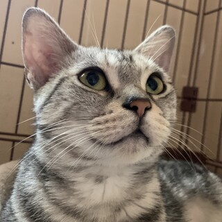 デベちゃん　アメショー♀6歳