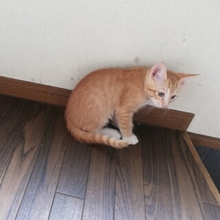 2ヵ月の可愛い女の子です