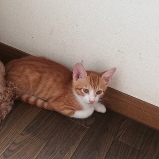 2ヵ月の可愛い男の子です