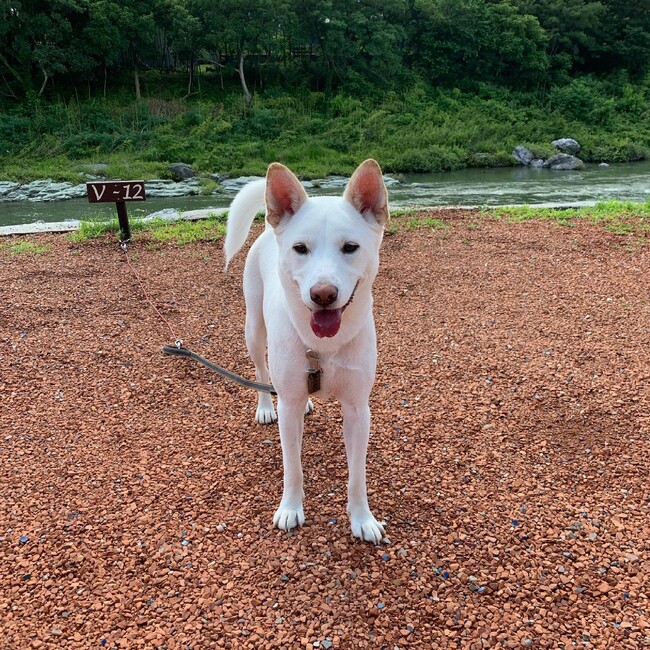 ゆりちっぷすのカバー写真