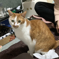 きなこ
