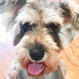 保護犬ナンバーＤ１５２４　Ｍ・シュナウザー