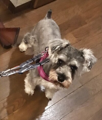 保護犬ナンバーｄ１５２４ 東京都 犬の里親募集 ペットのおうち 月間利用者150万人