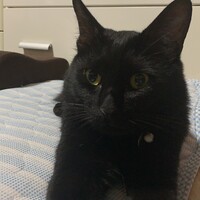 くま