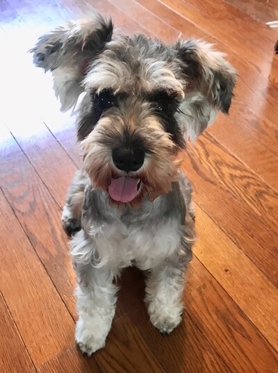 保護犬ナンバーｄ１５２４ 東京都 犬の里親募集 ペットのおうち 月間利用者150万人