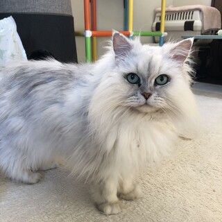 綺麗なグリーンの瞳のふぅちゃん♡