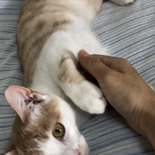 抱っこ大好き！美人なにゃーごちゃん★