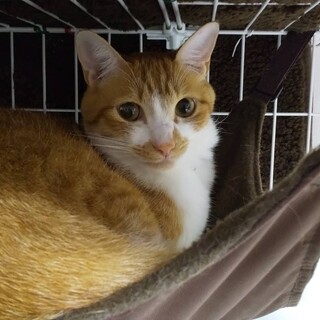 きれいな茶白君（2歳くらい）