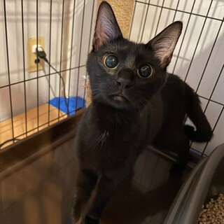 多頭飼育崩壊からのレスキュー♡ミコトちゃん