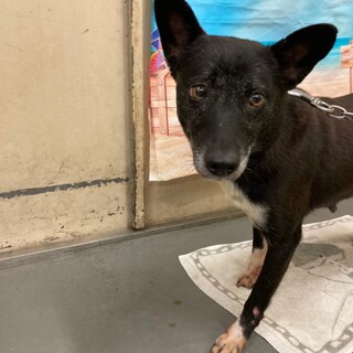 かわいいお目目のママ野犬キセキちゃん→相談中