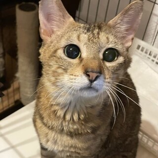 多頭飼育崩壊からのレスキュー☆ホクサイくん