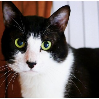 多頭飼育崩壊からのレスキュー☆マカロンくん