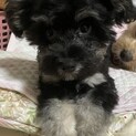 雑種 男の子 小型犬