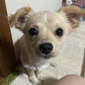 雑種女の子小型犬