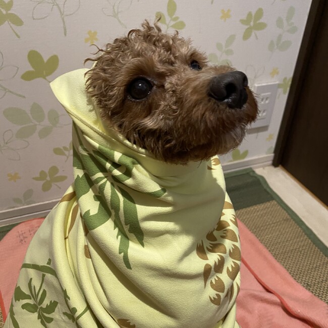 ちびようこのカバー写真
