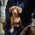 急募、ワンパクだけど臆病な犬