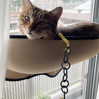 虎之助