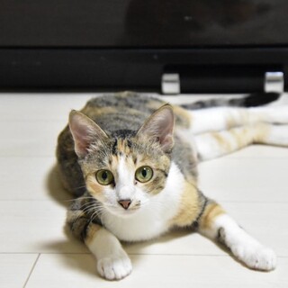 【キジミケ】3歳程度の元ママ猫