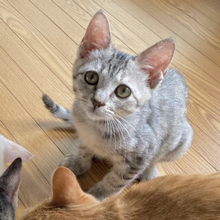 ⭐︎タレ目の女の子・グレーサビのチッチョ⭐︎