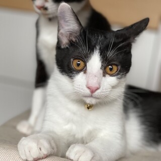 人馴れ抜群、甘えん坊くん☆さらくん
