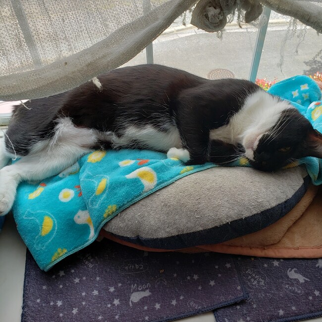 カオリのカバー写真