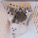 可愛い1ヶ月の仔猫たち　イーちゃんのみ募集中