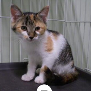 処分対象 可愛い三毛ちゃん