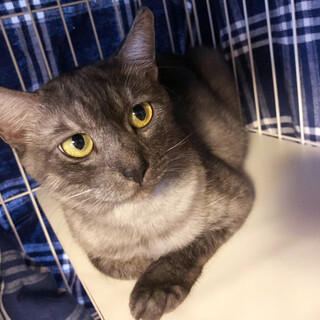 とっても珍しい毛色の「サンゴ」ちゃん