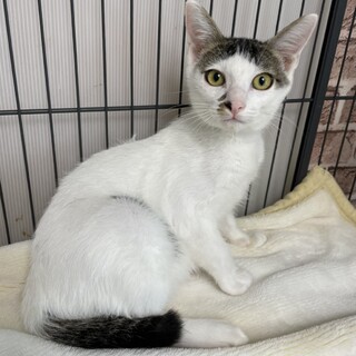 ベタ慣れ年配者に最適！まったり出来るマサオ君