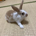 子うさぎの里親様募集