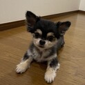 チワワ　男の子　5歳