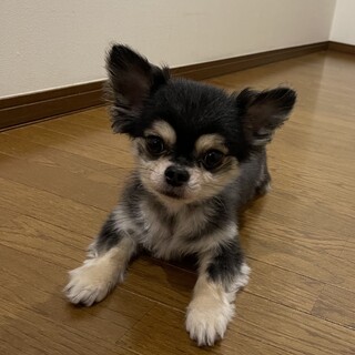 チワワ　男の子　5歳