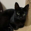 グリーンアイの甘えん坊黒猫(成猫オス)