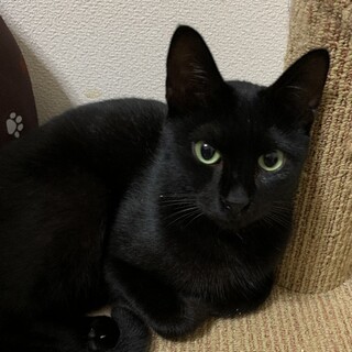 グリーンアイの甘えん坊黒猫(成猫オス)
