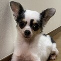 チワワ　女の子　4歳