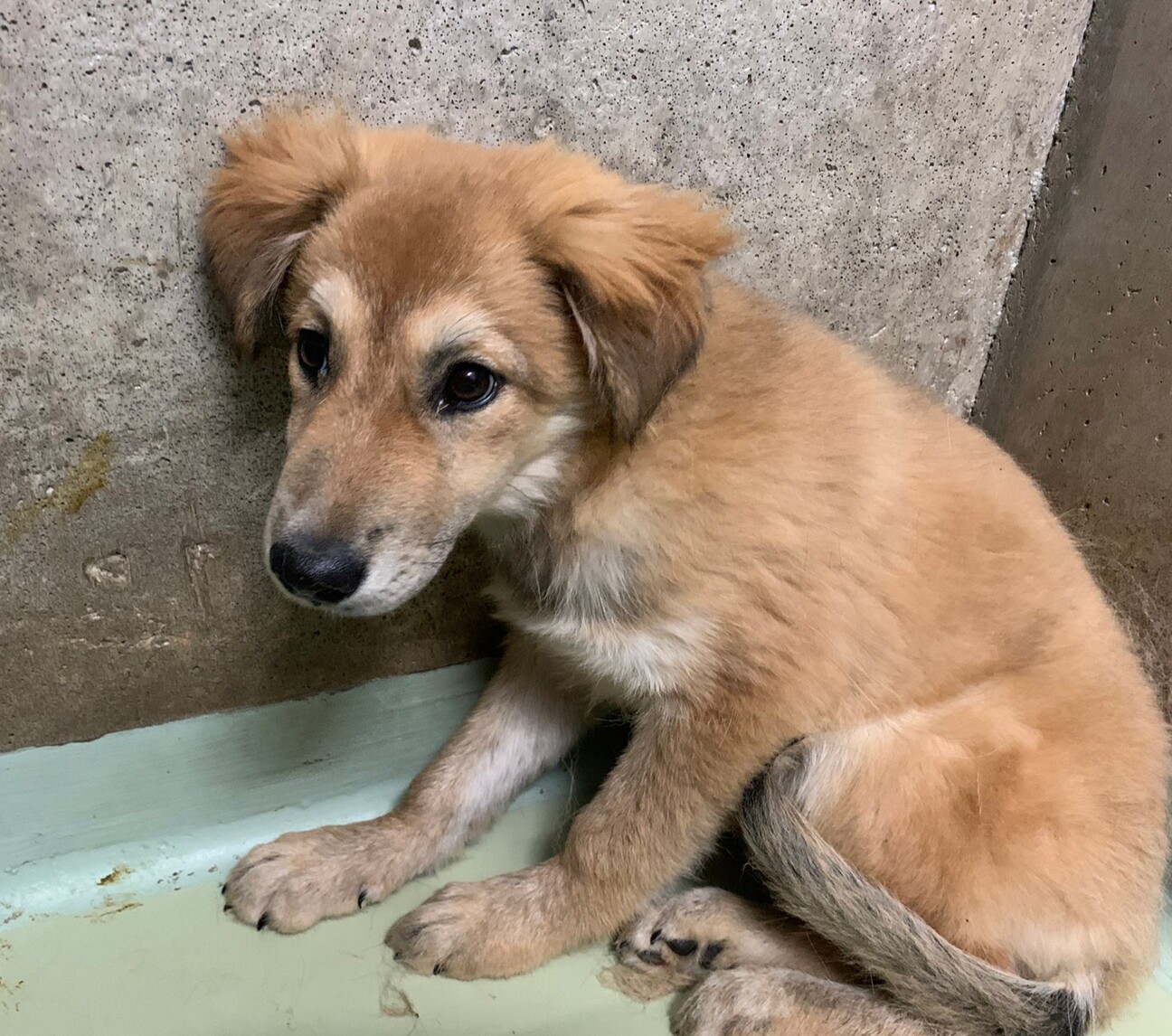 臆病な子犬のコノハちゃん 岡山県 犬の里親募集 ペットのおうち 月間利用者150万人 臆病な子犬のコノハちゃん 岡山県 犬の里親募集 ペットのおうち 月間利用者150万人