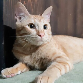 ありがとうございました