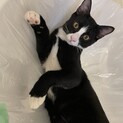 子猫の里親募集