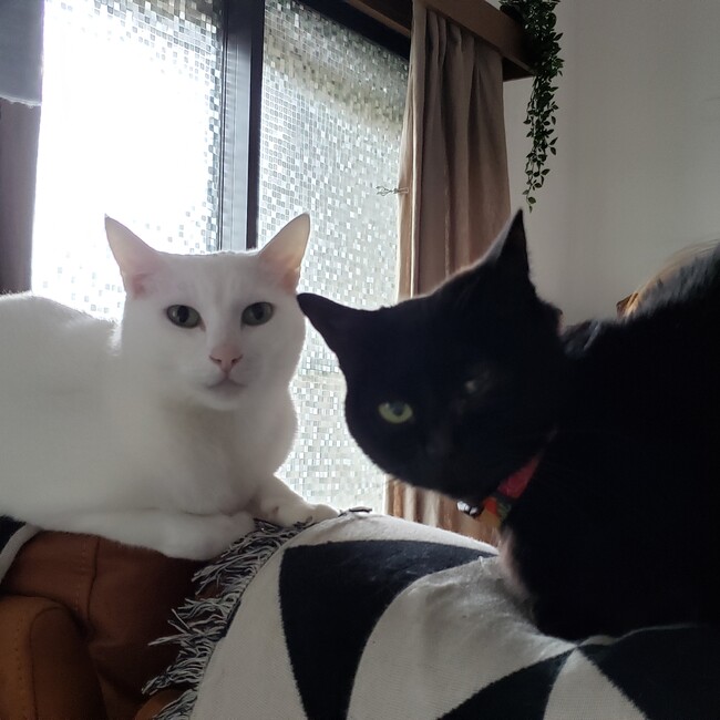 フロイドのカバー写真