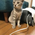 雑種　６ヶ月のメスの子猫