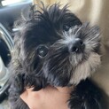 9日で3ヶ月子犬