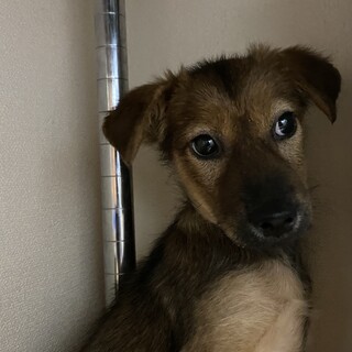 ずっとの家族を探しています。
