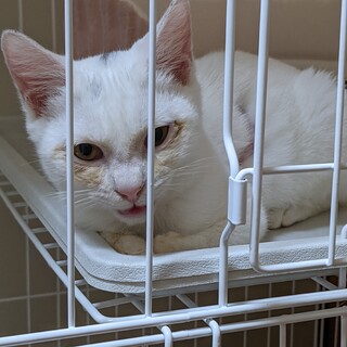 ちょんまげ模様の元気な男の子です!