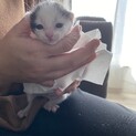 子猫（生後約2週間）の里親緊急募集