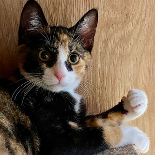 ミケ猫の女の子
