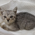 近所で保護されたグレーの子猫、生後３ヶ月くらい