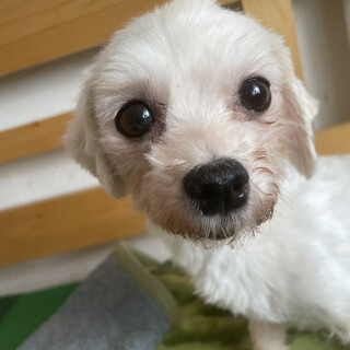 【小平市】マルチーズMIX抱っこ大好きマールちゃん