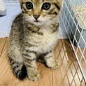 子猫の里親募集