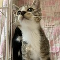 キジ白3ヶ月の男の子