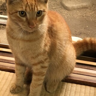 茶トラのオス
